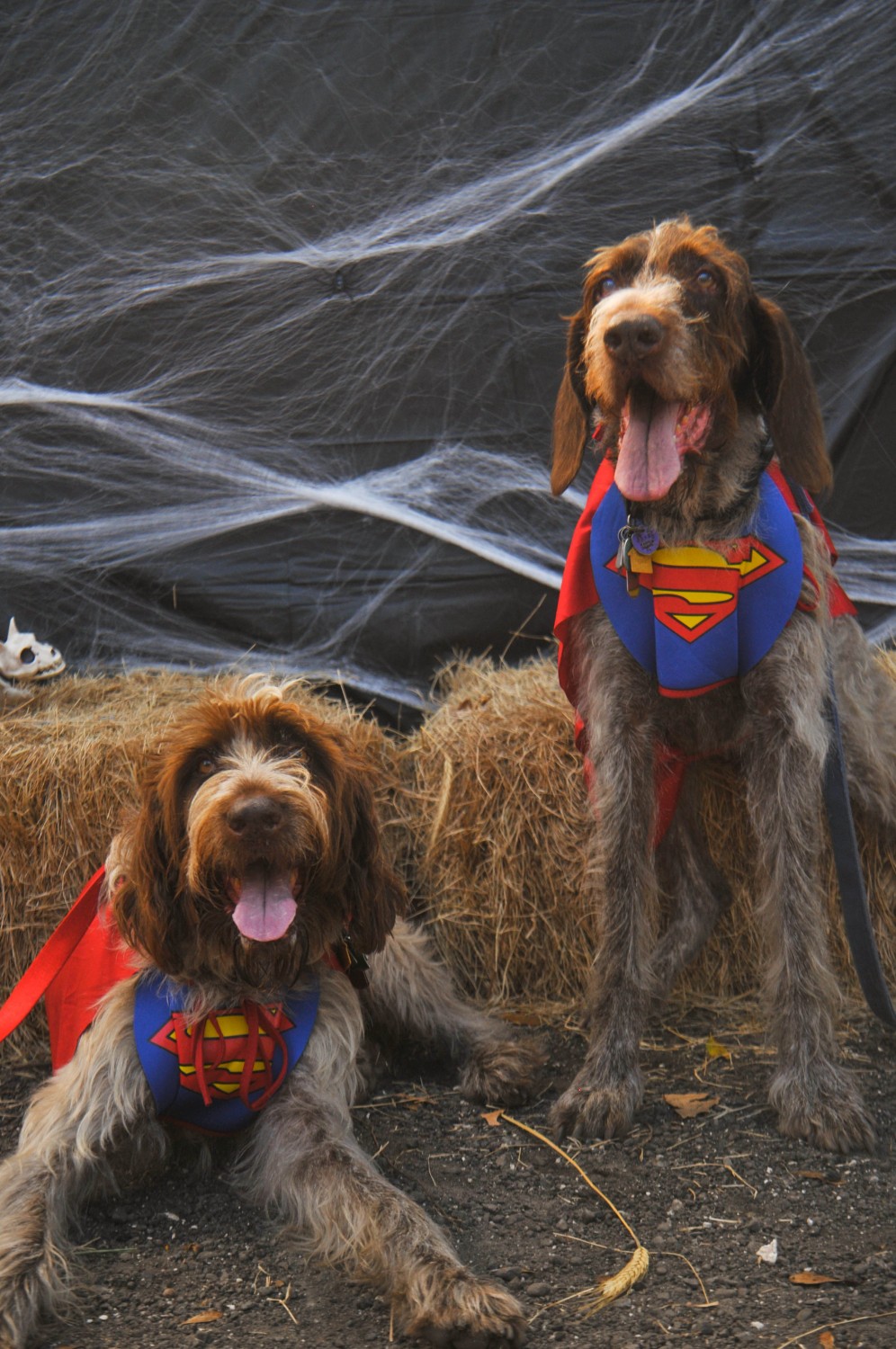 Superman Dogs